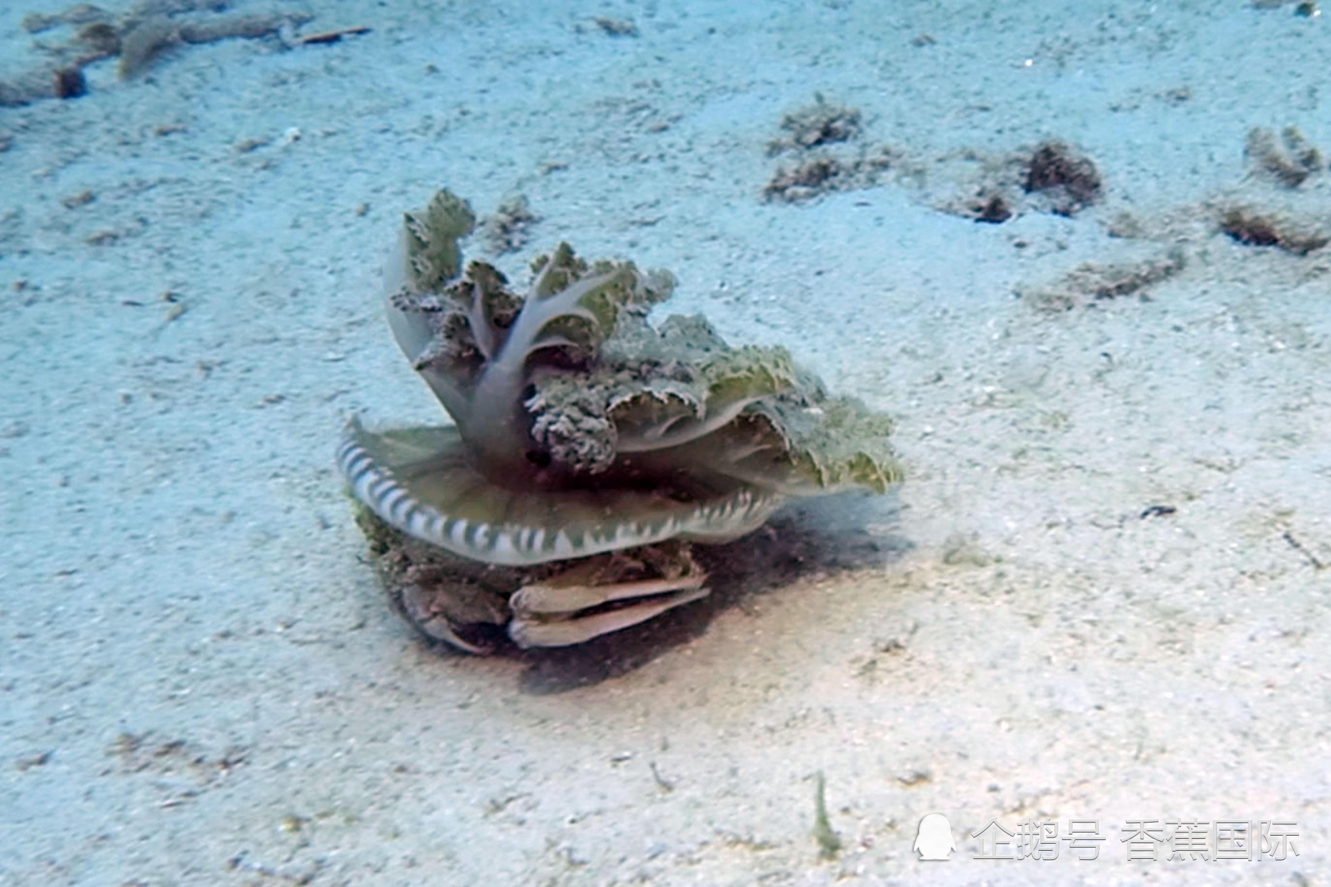 大连东海论坛-东海巨型螃蟹震惊世界！这只巨蟹竟然达到两米大小